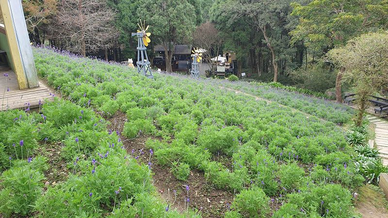 《薰衣草森林》台中新社 葷素混合蔬食餐廳 推薦