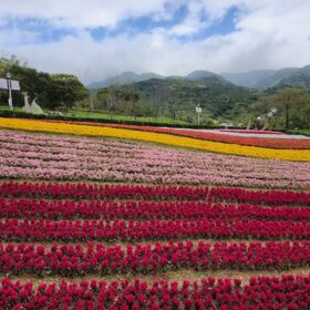 【北投景點】2026 三層崎公園花季攻略：台版富良野花海、交通方式、周邊素食推薦