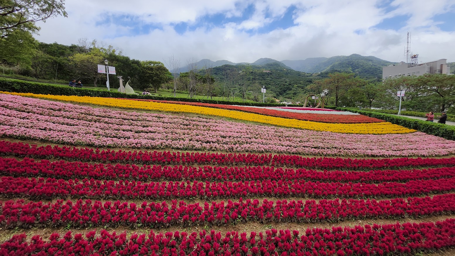 【北投景點】2026 三層崎公園花季攻略：台版富良野花海、交通方式、周邊素食推薦