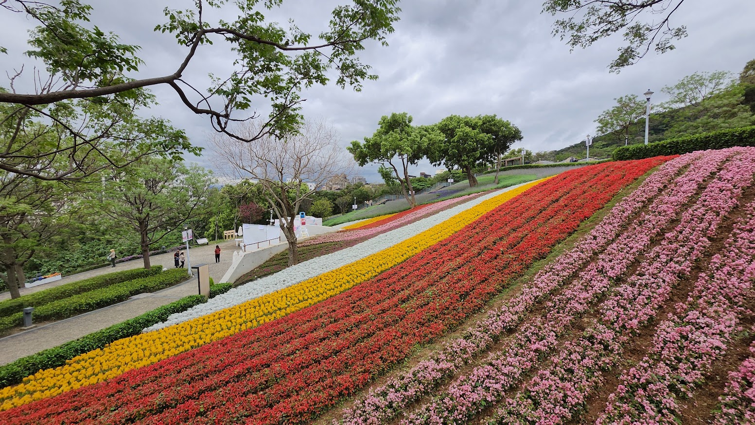 【北投景點】2026 三層崎公園花季攻略：台版富良野花海、交通方式、周邊素食推薦