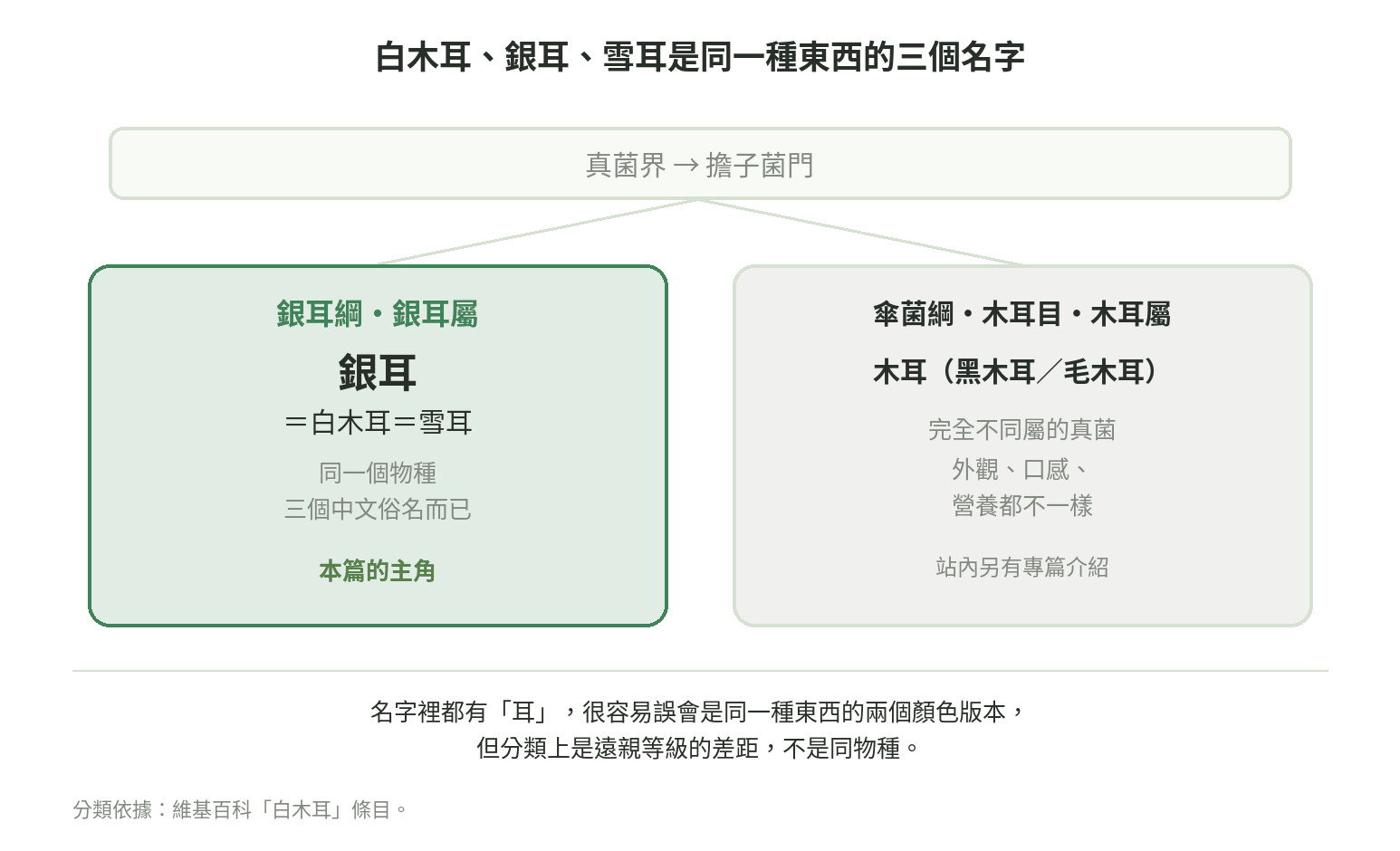 白木耳、銀耳、雪耳同物種分類樹，跟木耳（黑木耳）分屬不同綱的圖示