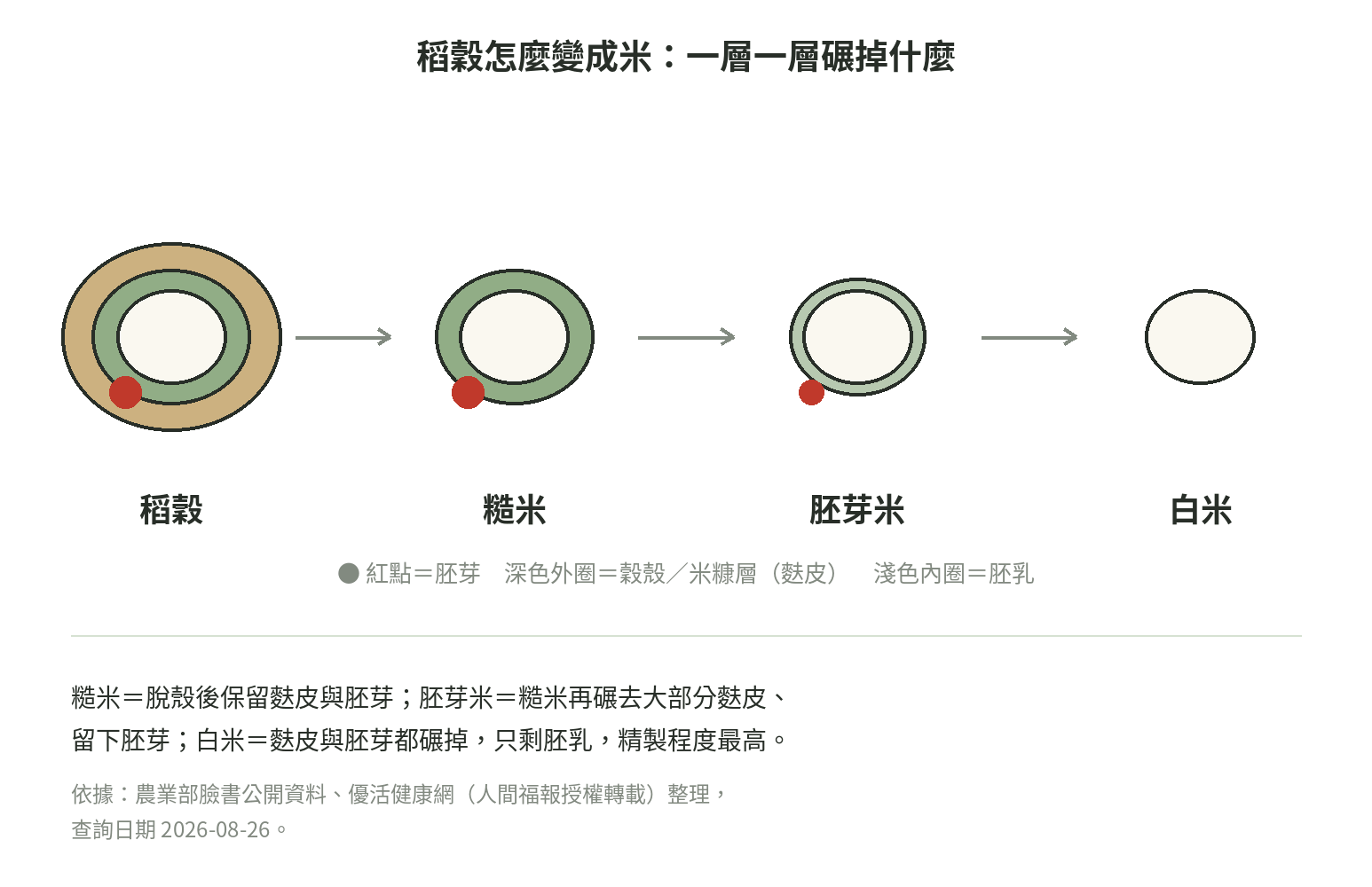 稻穀碾製程度示意圖：稻穀、糙米、胚芽米、白米四階段穀粒橫切面，顯示逐層去除穀殼、麩皮與胚芽的過程