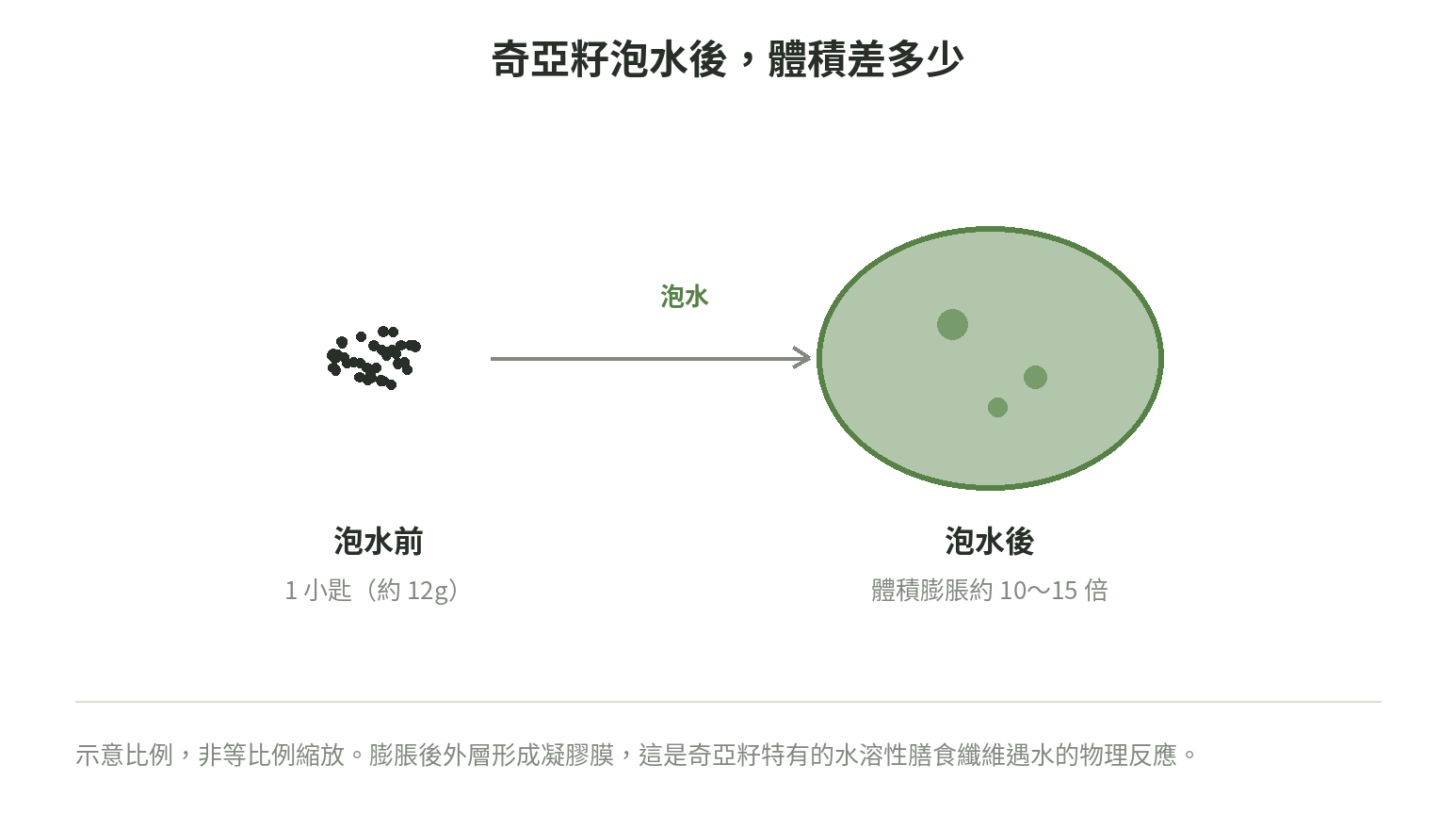 奇亞籽泡水前後體積對比示意圖：一小匙乾燥種子泡水後，體積膨脹約10到15倍成凝膠狀
