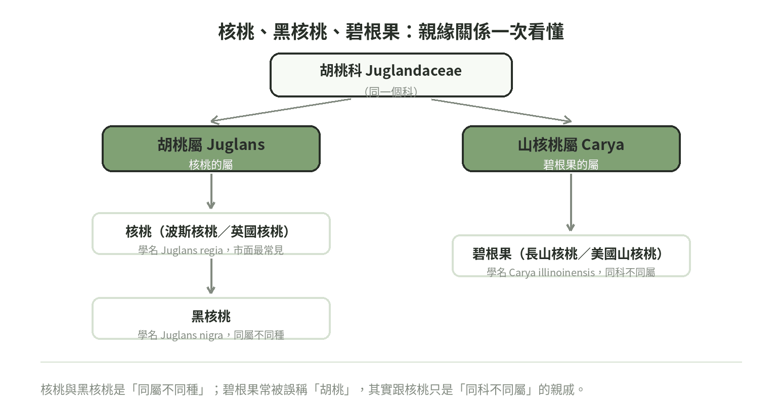 核桃、黑核桃、碧根果的分類關係圖:核桃與黑核桃同屬胡桃屬,碧根果同科不同屬