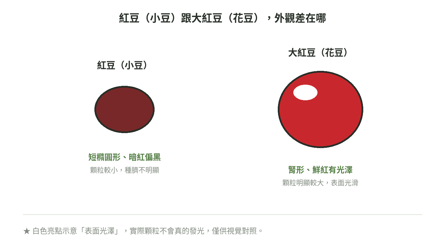 紅豆(小豆)跟大紅豆(花豆)外觀對照:顆粒大小、形狀與光澤差異