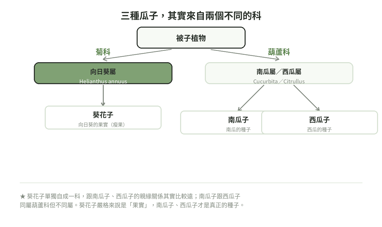 葵花子、南瓜子、西瓜子來源植物分類圖:葵花子屬菊科向日葵屬,南瓜子與西瓜子同屬葫蘆科但不同屬