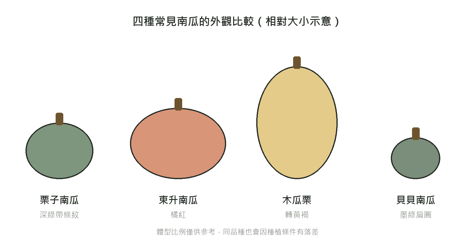 栗子南瓜、東升南瓜、木瓜栗、貝貝南瓜四種常見南瓜的外觀與相對大小比較