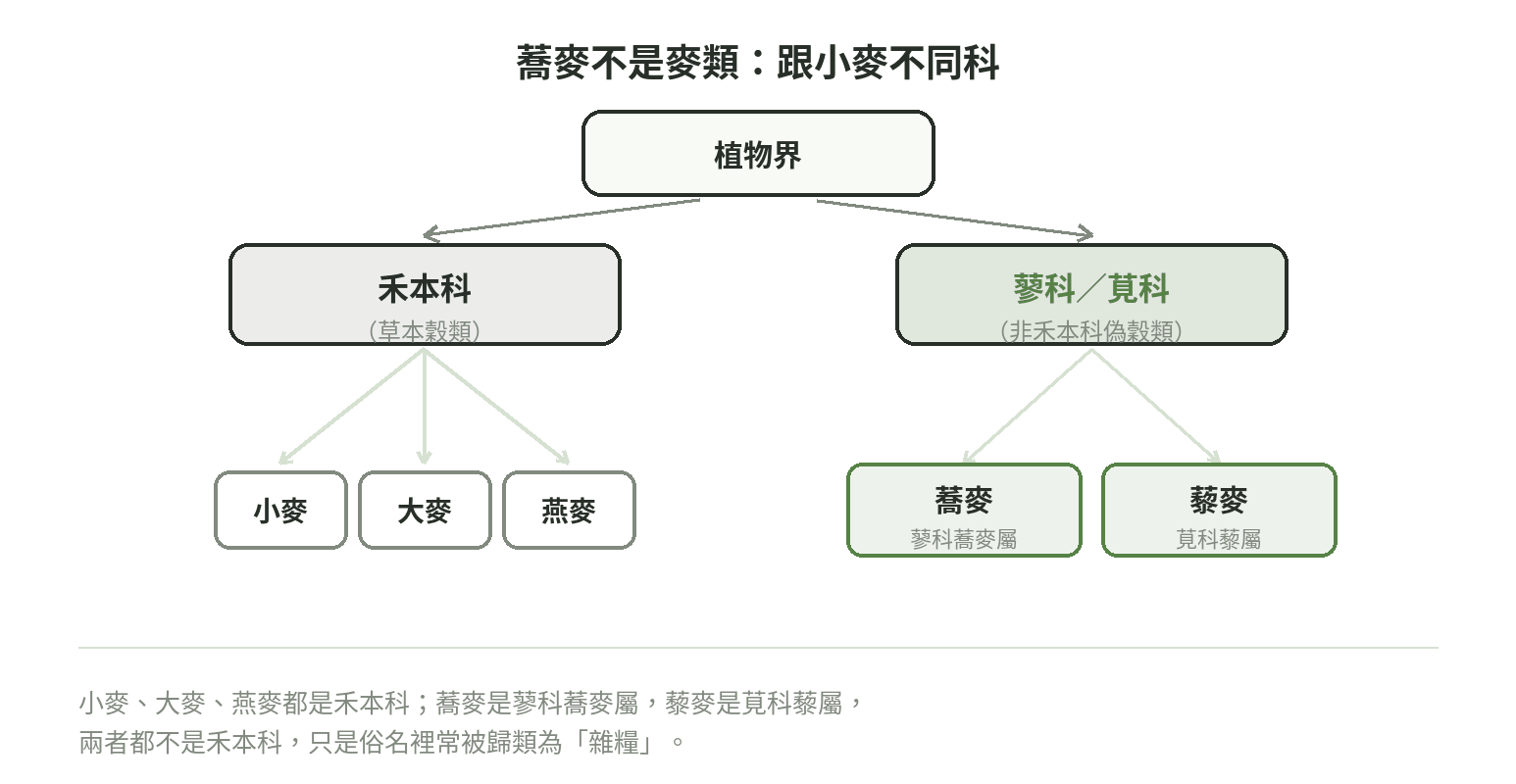 蕎麥(蓼科蕎麥屬)跟小麥、大麥、燕麥(禾本科)分屬不同科的分類關係圖,並列出藜麥(莧科)作為另一種非禾本科偽穀類的例子