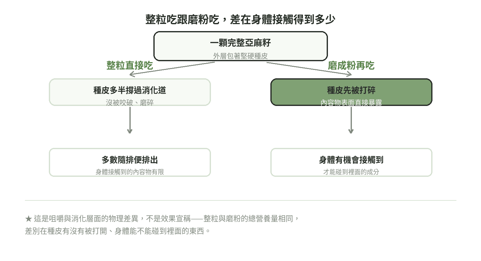 整粒亞麻籽與磨成粉之後的消化差異示意圖：整粒種皮多半撐過消化道、磨粉後內容物才暴露出來