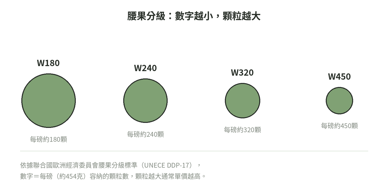 腰果分級尺寸對照：W180、W240、W320、W450 顆粒依序變小