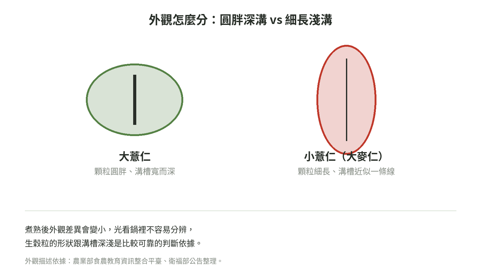 大薏仁顆粒圓胖、溝槽寬而深，小薏仁（大麥仁）顆粒細長、溝槽近似一條線的外觀比較示意圖