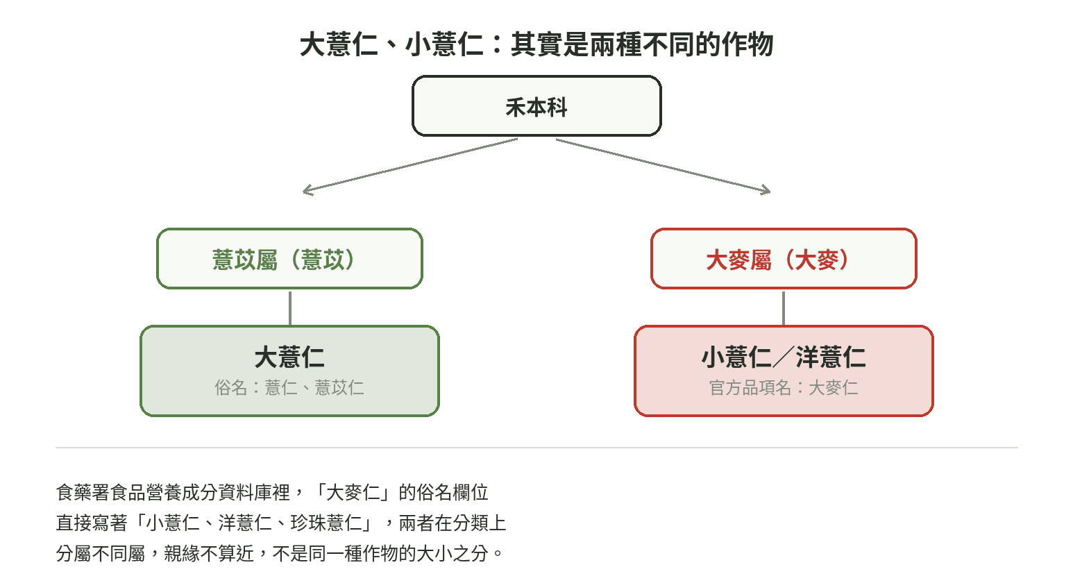 大薏仁（薏苡屬）跟小薏仁／洋薏仁（其實是大麥屬的大麥仁）在禾本科底下分屬不同屬的分類樹示意圖