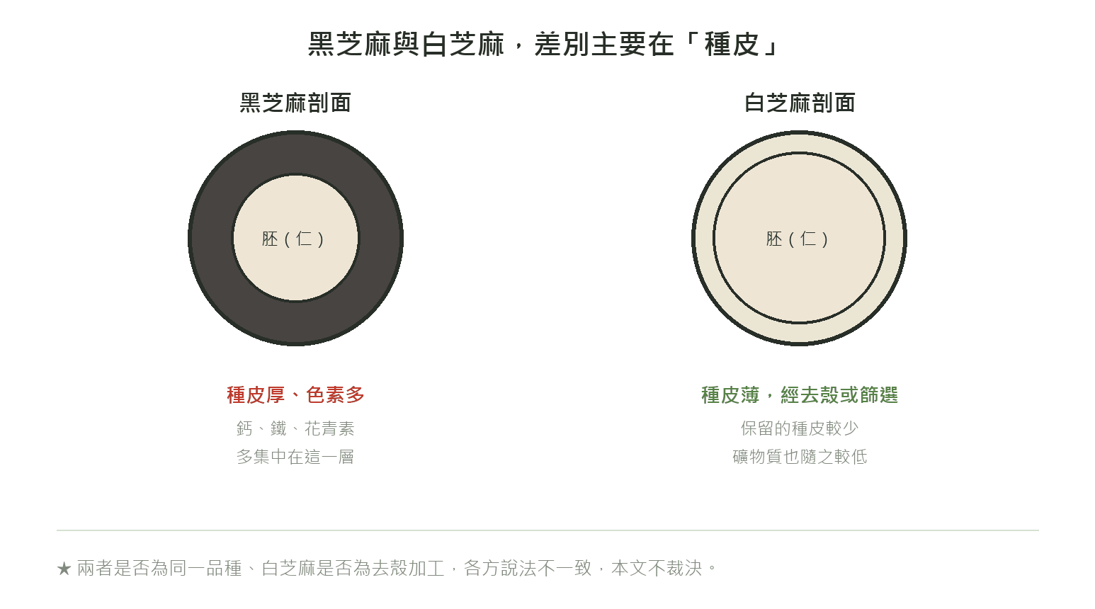 黑芝麻與白芝麻剖面對照：黑芝麻種皮厚、色素多，白芝麻種皮薄