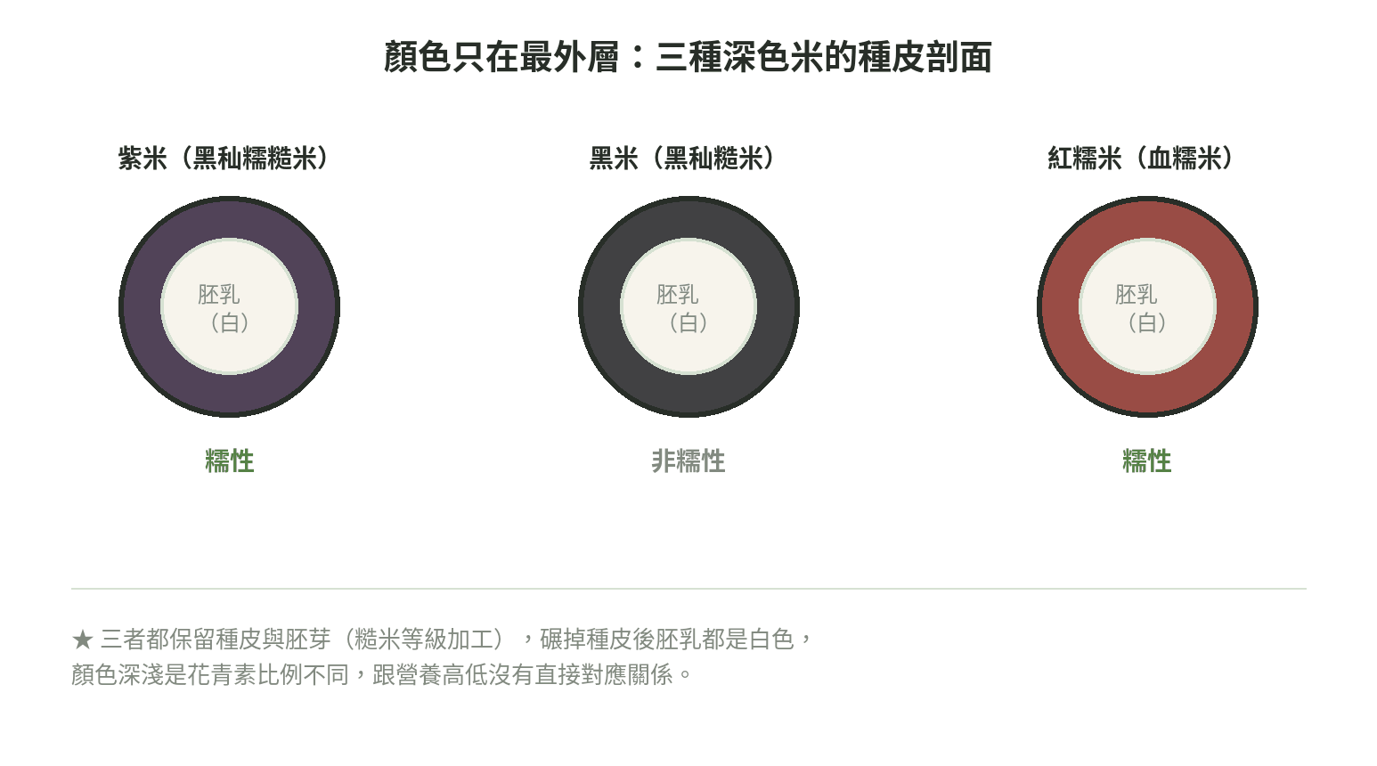 紫米（黑秈糯糙米）、黑米（黑秈糙米）、紅糯米（血糯米）三種深色米的種皮剖面對照，顏色只在最外層種皮，裡面的胚乳都是白色