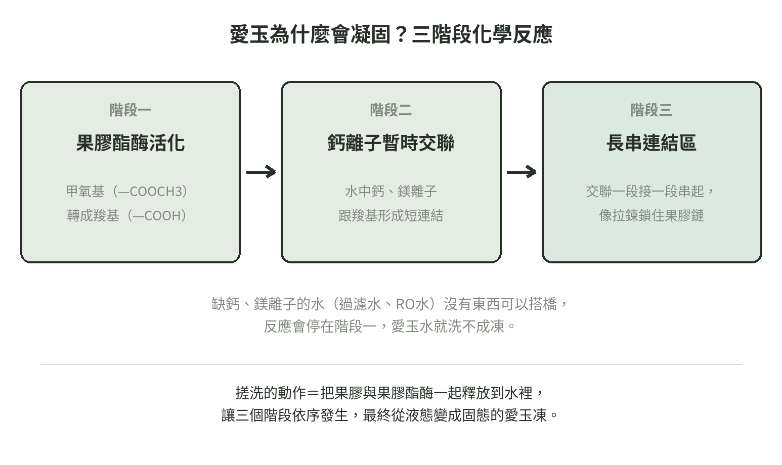 愛玉凝固三階段示意圖:階段一果膠酯酶把甲氧基轉成羧基,階段二鈣離子形成暫時交聯,階段三交聯串成長串連結區使愛玉水轉為固態凍