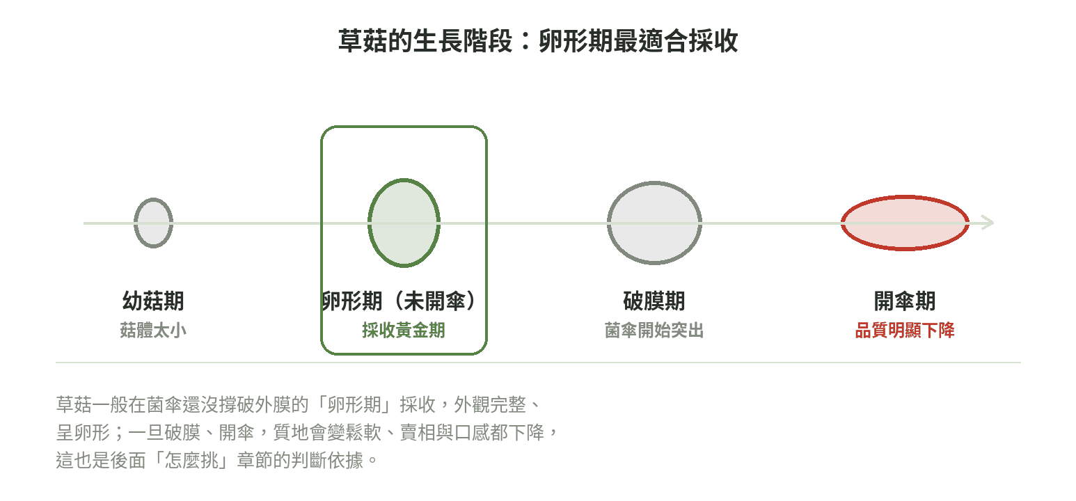 草菇生長階段示意圖:卵形期未開傘、破膜期、開傘期外觀變化