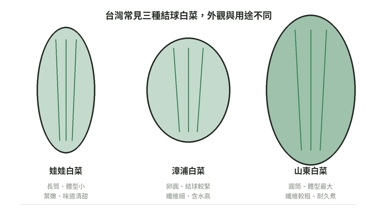 娃娃白菜、漳浦白菜與山東白菜的外觀及口感用途比較示意圖