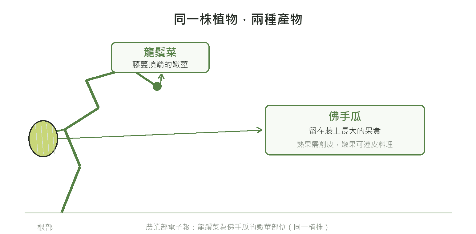示意圖：同一株佛手瓜植物上，藤蔓頂端的嫩莖是龍鬚菜、留在藤上長大結果的是佛手瓜