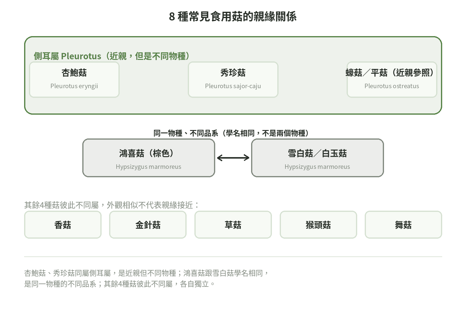 8種常見食用菇親緣關係圖:杏鮑菇、秀珍菇同屬側耳屬但不同物種,鴻喜菇跟雪白菇學名相同、是同一物種不同品系,其餘4種菇彼此不同屬
