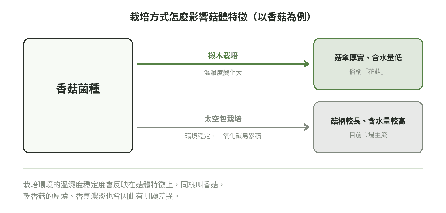 栽培方式如何影響菇體特徵流程圖:椴木栽培溫濕度變化大,菇傘厚實含水量低;太空包栽培環境穩定,菇柄較長含水量較高