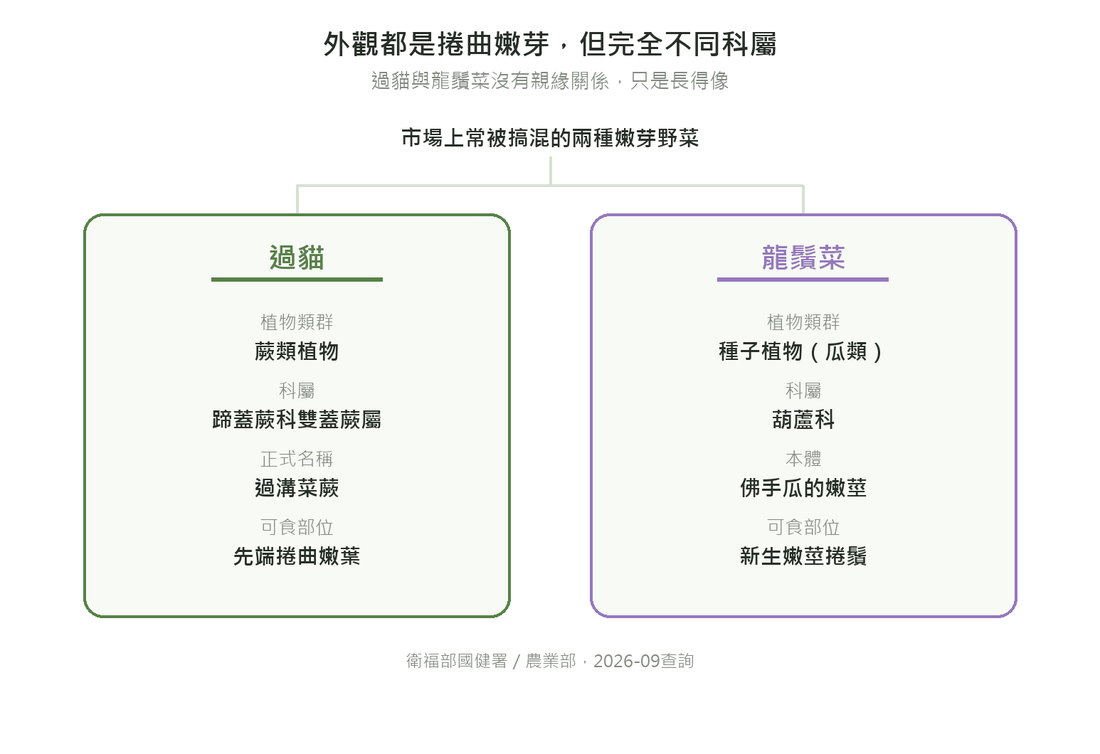 過貓與龍鬚菜分類關係圖:過貓屬於蕨類植物、蹄蓋蕨科雙蓋蕨屬,正式名稱過溝菜蕨;龍鬚菜屬於種子植物、葫蘆科,本體是佛手瓜的嫩莖,兩者沒有親緣關係