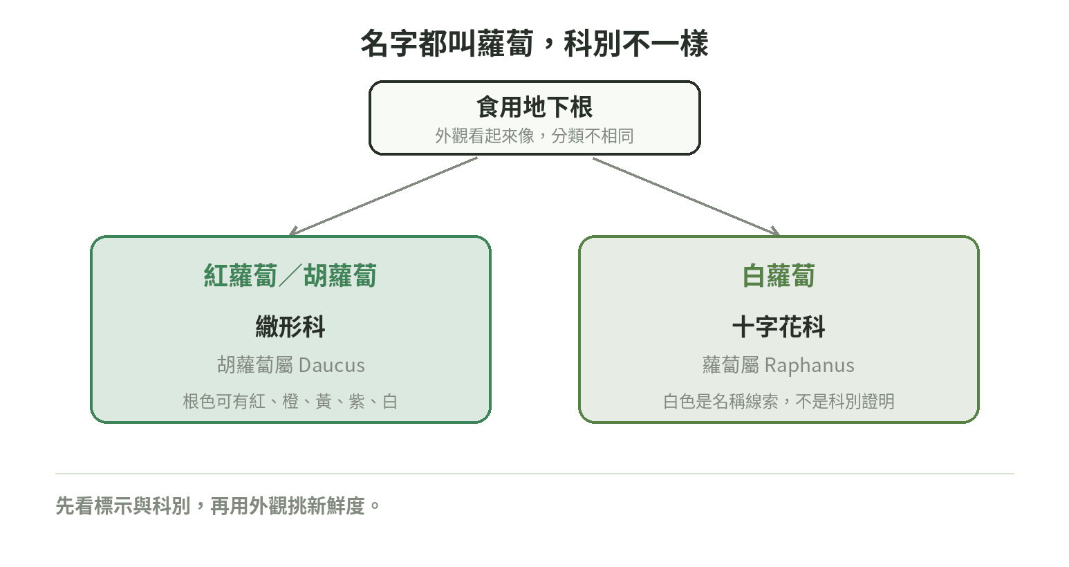 紅蘿蔔與白蘿蔔的分類分支:兩者同為食用地下根,但紅蘿蔔是繖形科胡蘿蔔屬,白蘿蔔是十字花科蘿蔔屬