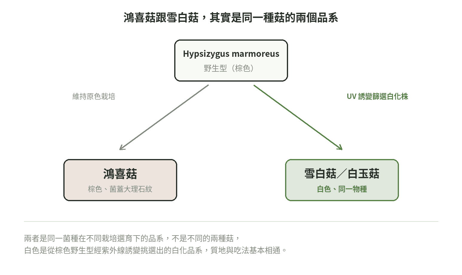 鴻喜菇與雪白菇品種分支圖:同一物種 Hypsizygus marmoreus 經栽培選育分出棕色與白色兩個品系