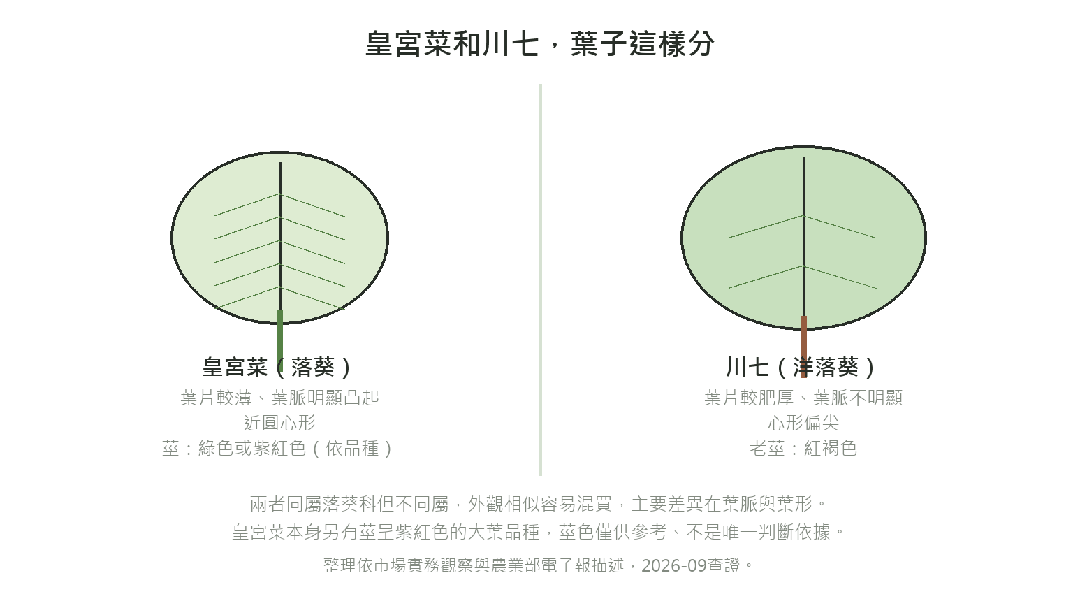 皇宮菜(落葵)與川七(洋落葵)葉片對照圖:皇宮菜葉片較薄、葉脈明顯凸起、近圓心形;川七葉片較肥厚、葉脈不明顯、心形偏尖