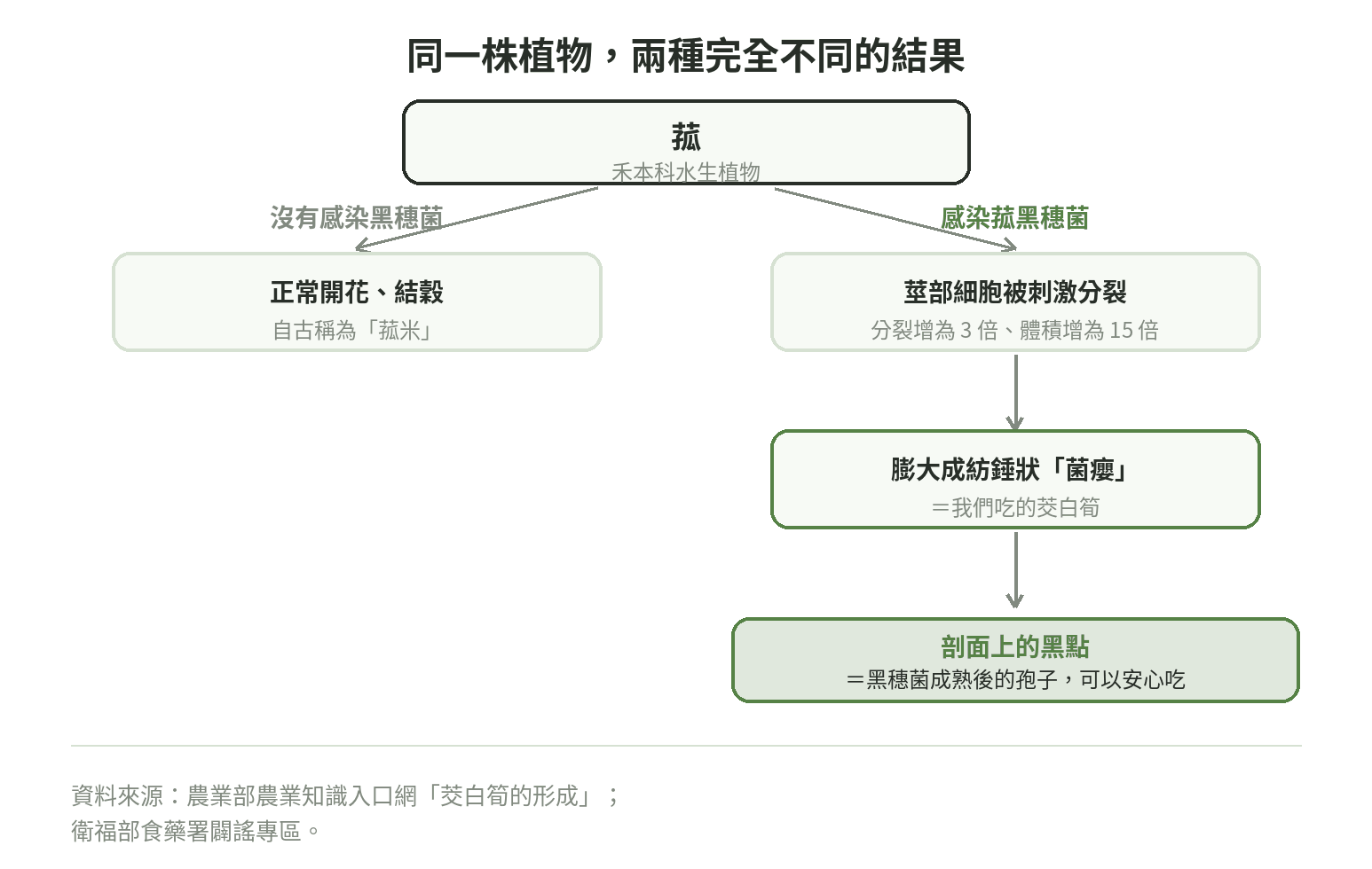 菰這種水生植物感染菰黑穗菌後，莖部細胞被刺激分裂膨大、形成紡錘狀菌癭（即茭白筍）的分支示意圖，對照沒有感染時正常開花結穀的路徑