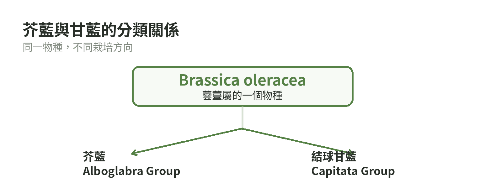 芥藍與結球甘藍同屬 Brassica oleracea 的分類關係示意圖