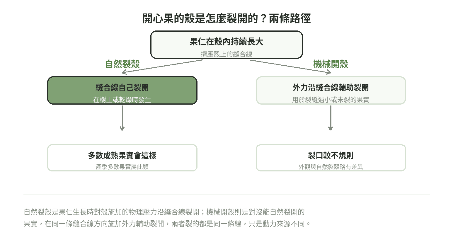 開心果開殼原理對比圖:自然裂殼是果仁生長壓力沿縫合線裂開,機械開殼是對閉殼果沿同一條縫合線施加外力輔助裂開