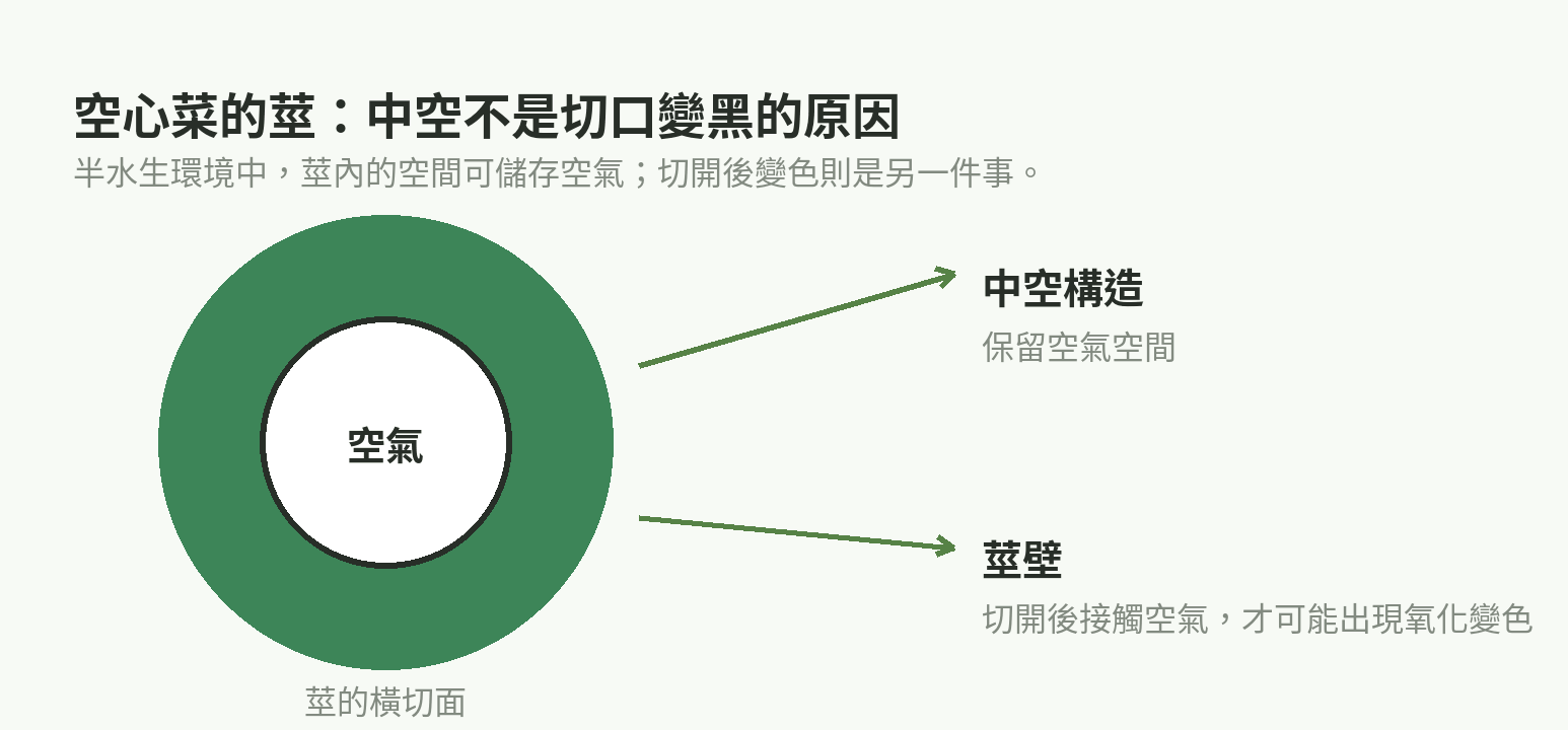 空心菜莖的橫切面示意,標示中空構造、空氣空間與莖壁