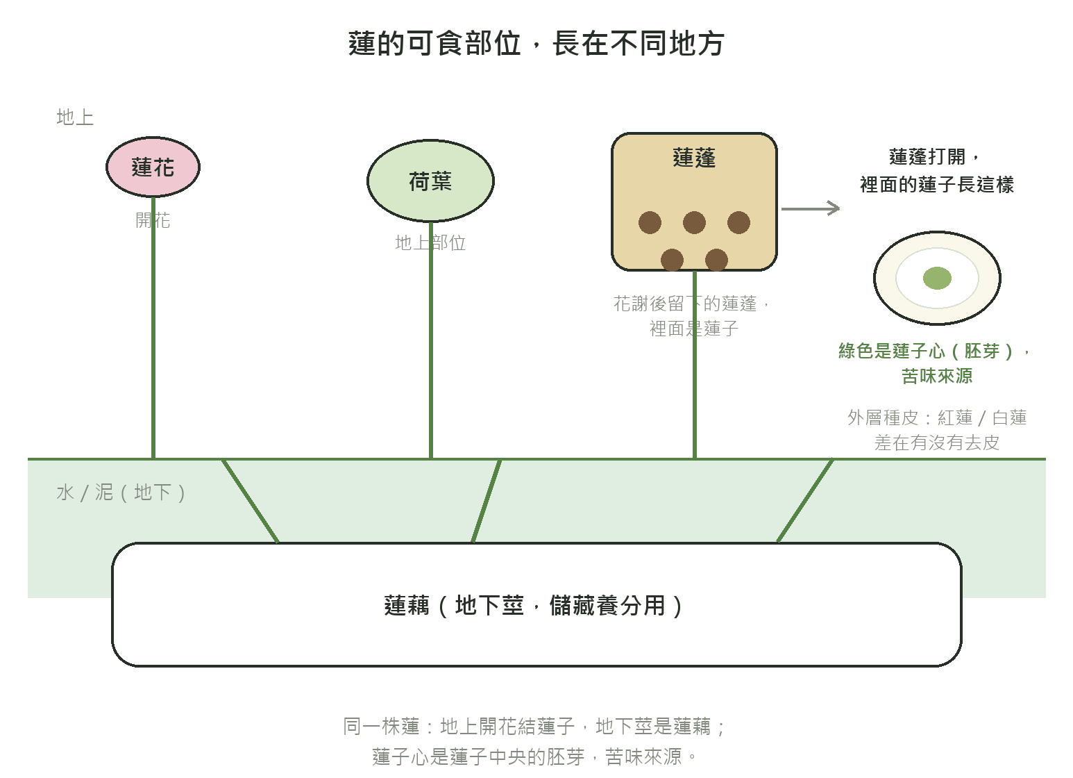 蓮的可食部位關係示意圖:地上開花結成蓮蓬、蓮蓬裡是蓮子,地下莖是蓮藕;蓮子剖面圖標示中央的蓮子心(胚芽)與外層種皮