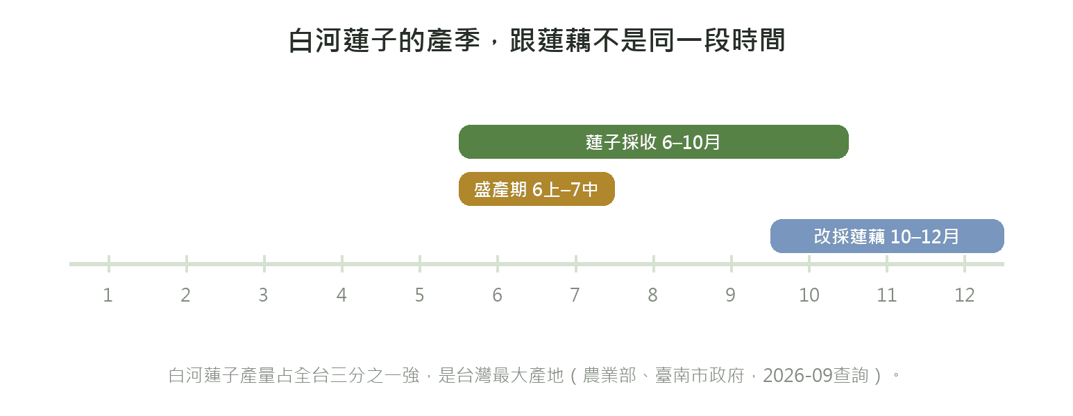 白河蓮子產季時間軸:蓮子採收期6到10月、盛產期6月上旬到7月中旬,10到12月轉為採蓮藕