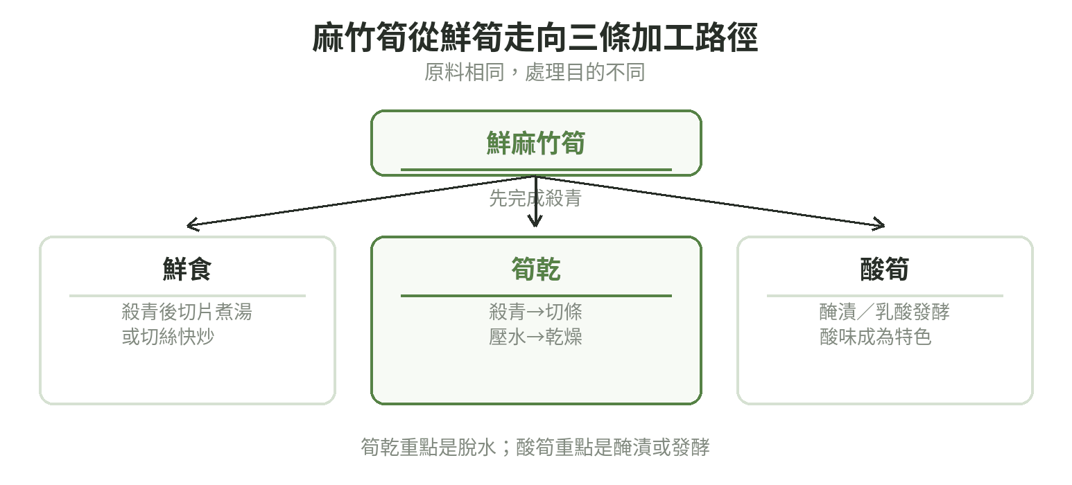 麻竹筍加工路徑:鮮食依加熱指引,筍乾經切條壓水乾燥,酸筍經醃漬或乳酸發酵