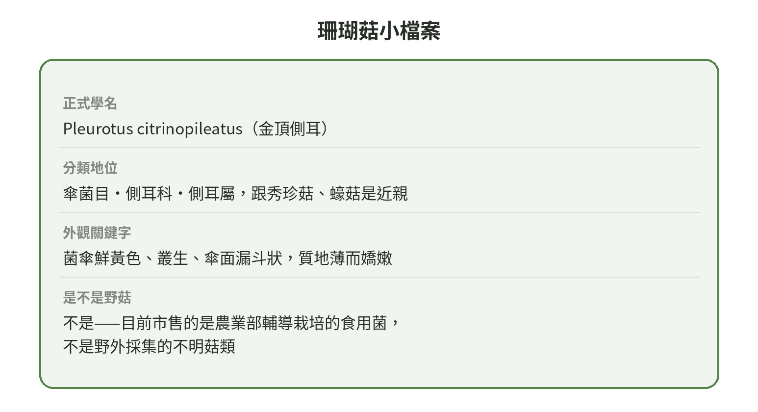 珊瑚菇小檔案圖:學名Pleurotus citrinopileatus、金頂側耳,傘菌目側耳科側耳屬,外觀為菌傘鮮黃色、叢生、傘面漏斗狀、質地薄而嬌嫩,是農業部輔導栽培的食用菌不是野菇