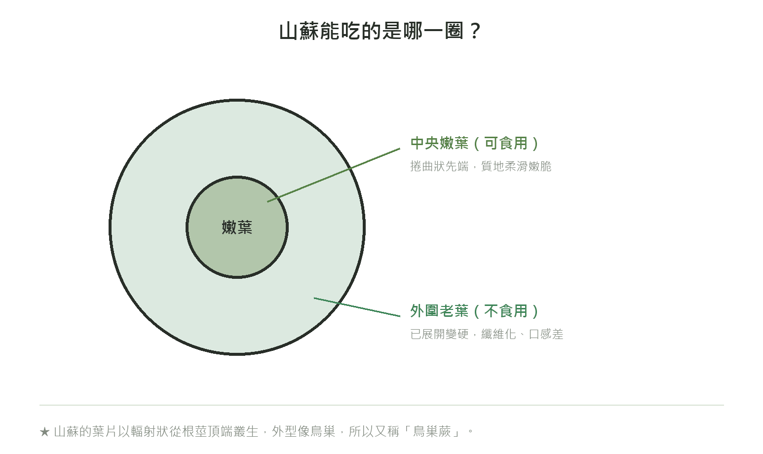 山蘇部位構造示意圖:外圍老葉已展開、纖維化不食用;中央嫩葉捲曲、質地柔滑嫩脆是可食用的部位