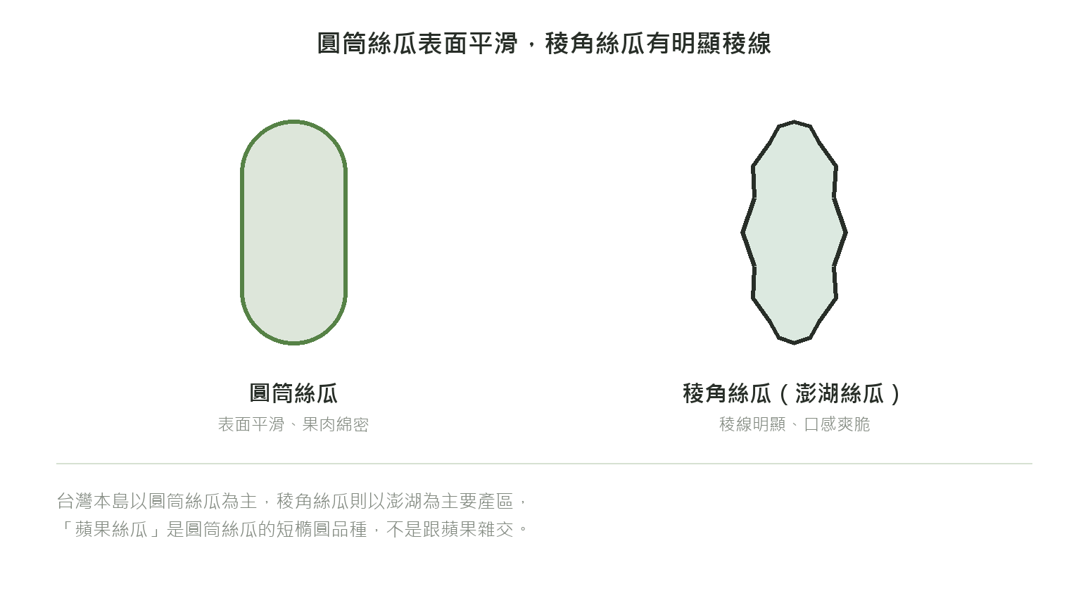 圓筒絲瓜與稜角絲瓜(澎湖絲瓜)外觀對照圖:圓筒絲瓜表面平滑、果肉綿密;稜角絲瓜果實有明顯稜線、口感爽脆