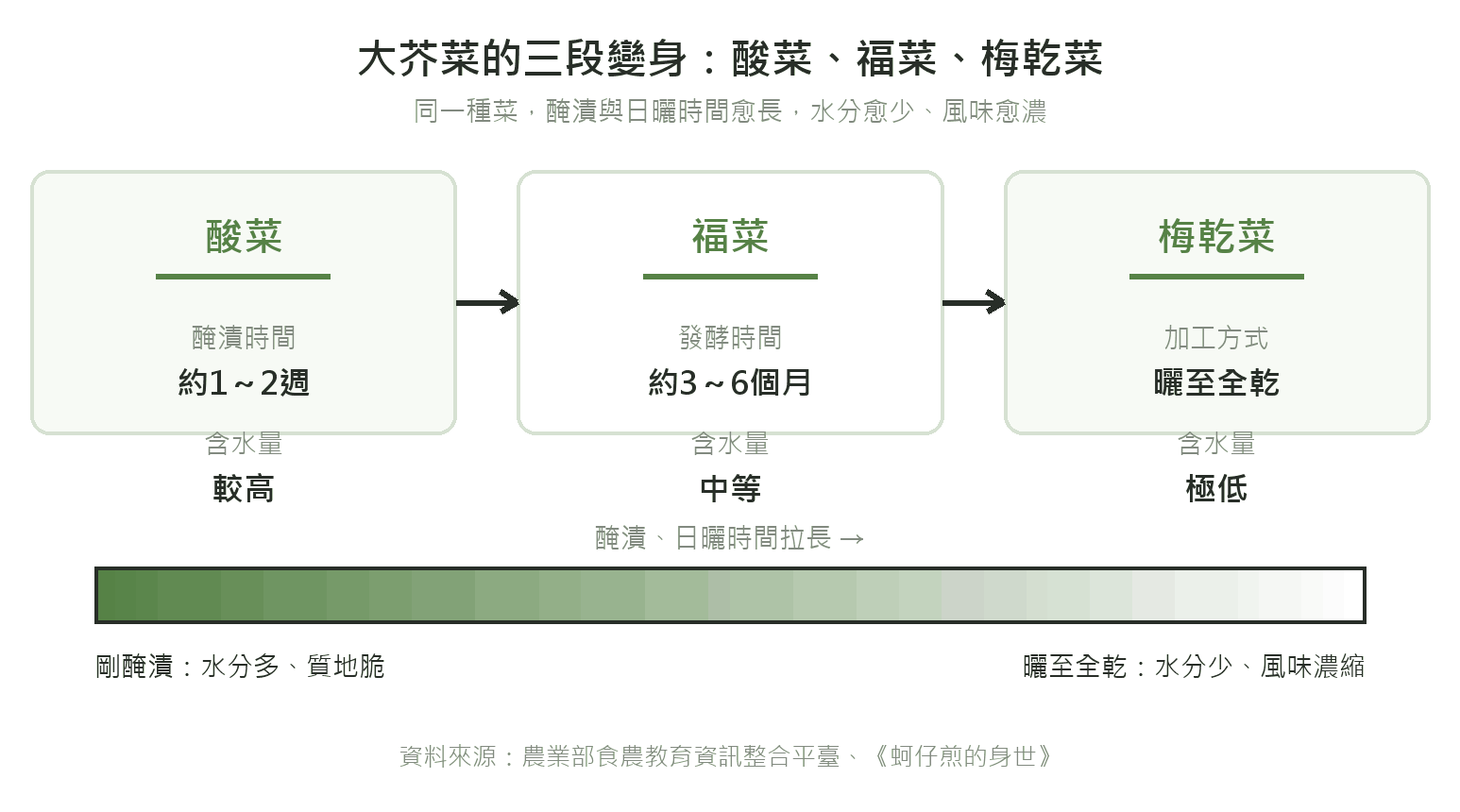 大芥菜的三段變身:酸菜、福菜、梅乾菜的醃漬時間與含水量比較示意圖