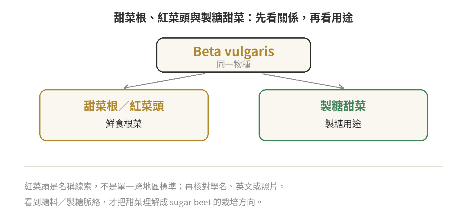 甜菜根、紅菜頭與製糖甜菜的名稱關係：同屬Beta vulgaris，但依鮮食根菜與製糖用途分成不同栽培方向