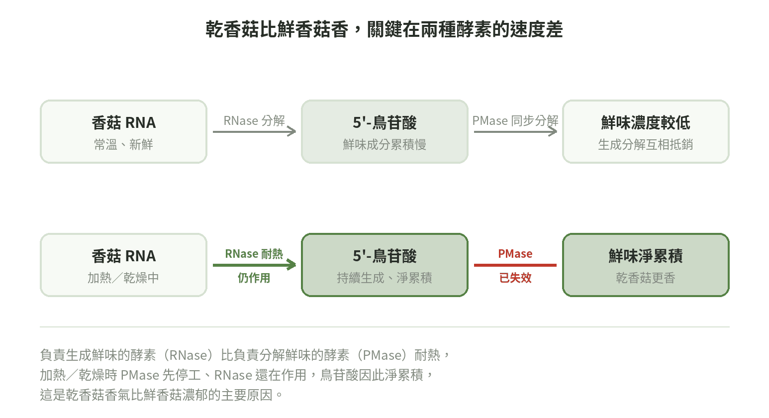 乾香菇比鮮香菇香的機制示意圖:常溫下RNase生成鳥苷酸與PMase分解鳥苷酸速度相近、鮮味濃度較低;加熱乾燥時PMase先失去活性、RNase仍作用,鳥苷酸淨累積使乾香菇更香