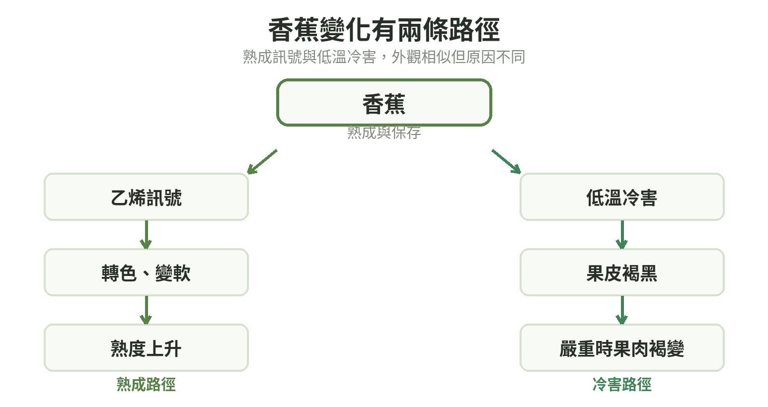 香蕉的乙烯熟成路徑與低溫冷害路徑：前者讓果實轉色變軟，後者先讓果皮褐黑