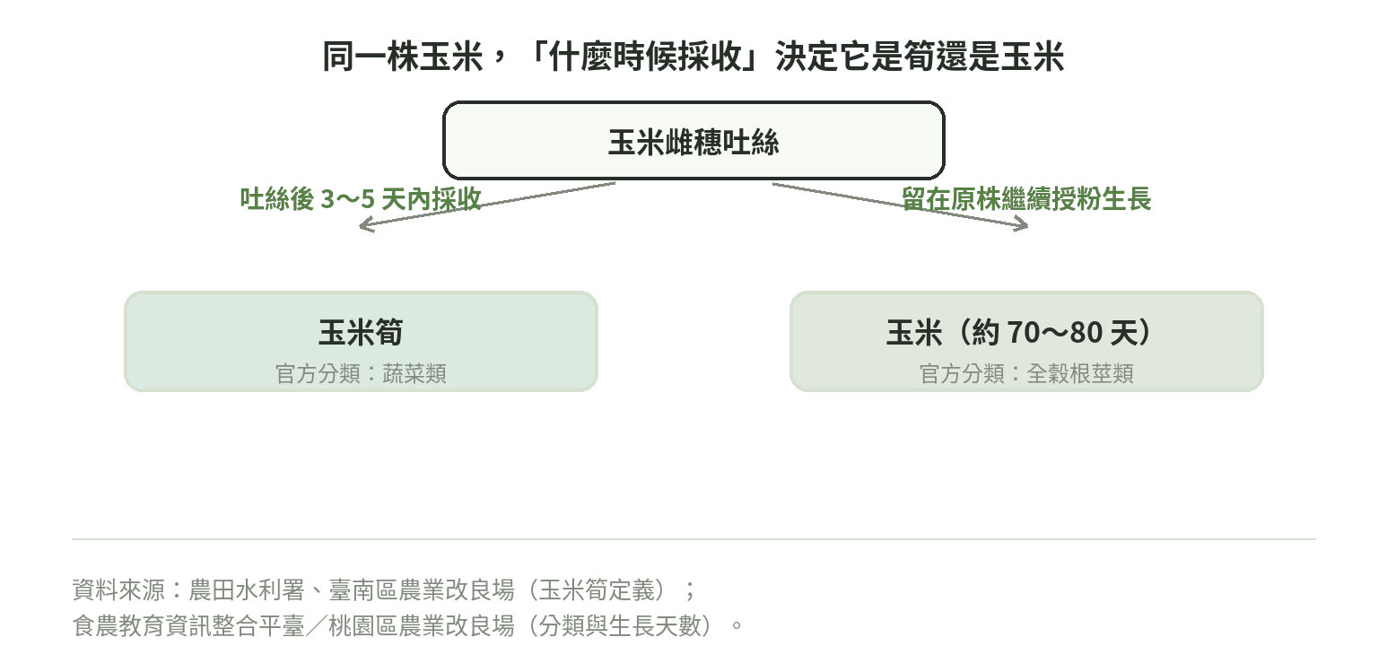 同一株玉米雌穗,吐絲授粉前3~5天內摘下就是玉米筍(官方分類:蔬菜類),留在原株繼續授粉生長70~80天則長成玉米(官方分類:全穀根莖類)的分岔示意圖